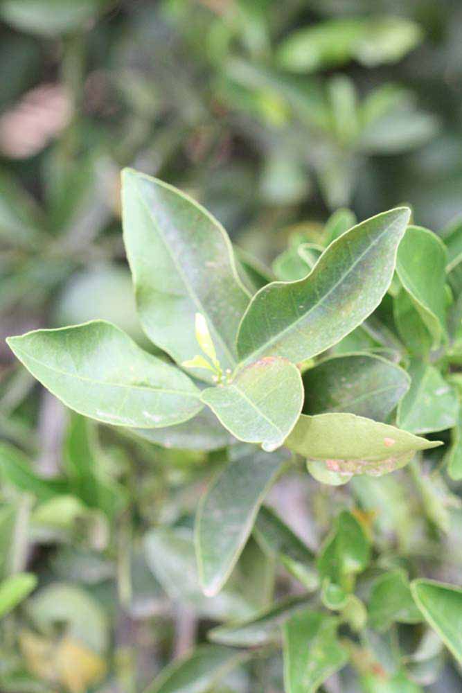              Sun leaves (Riverside, CA)       